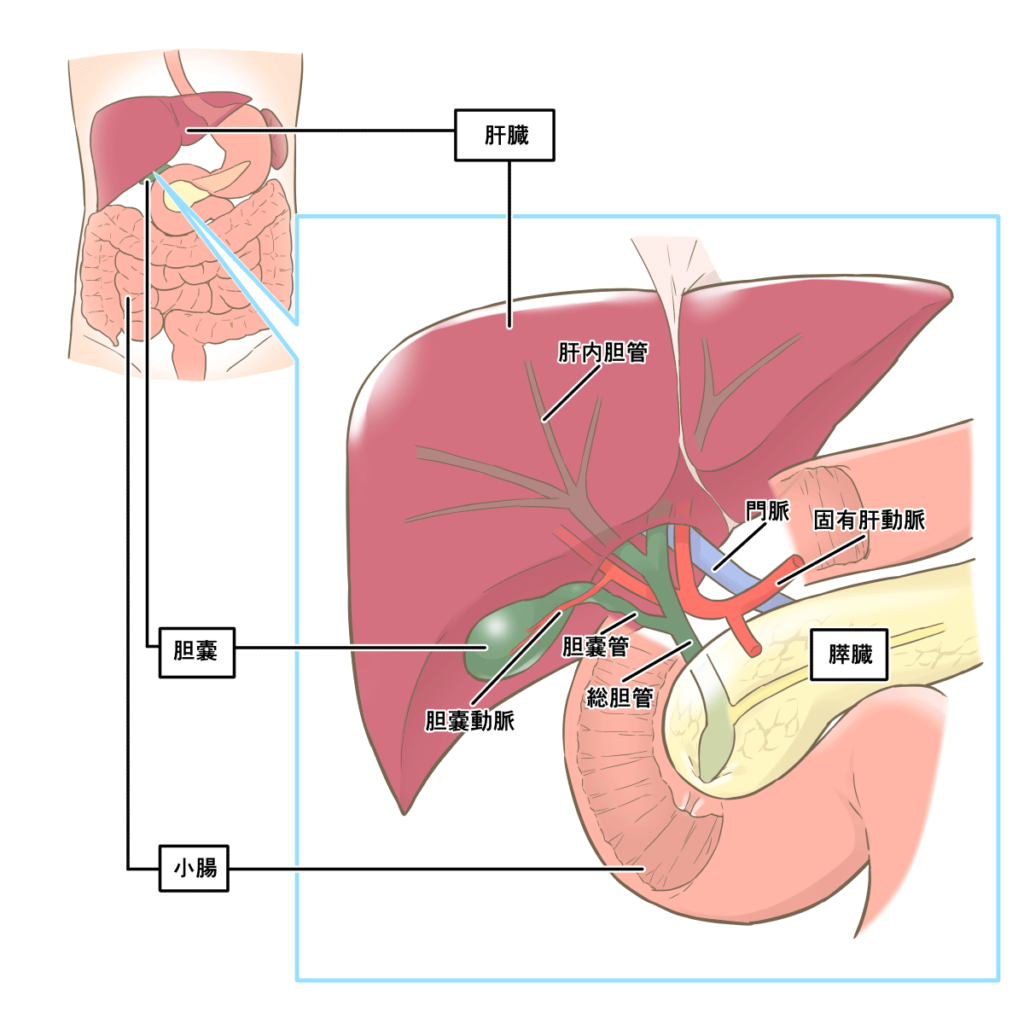 肝外胆道和胰管-局部解剖学-医学